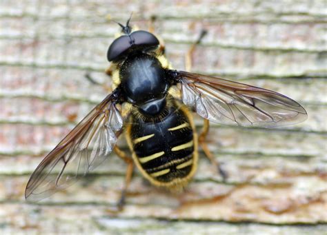 Image result for How Bees Fly