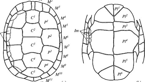 Image result for Turtle Shell Geometry