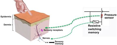 Afbeeldingsresultaten voor Haptic Memory Example