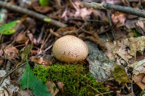 Exploding Puffball に対する画像結果