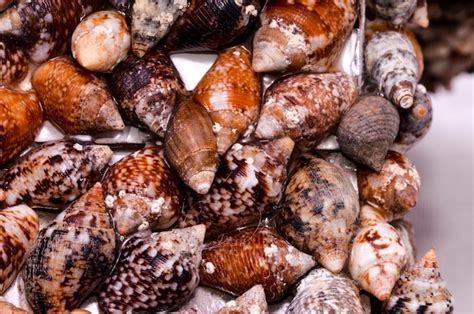 Afbeeldingsresultaten voor Round Sea Shells