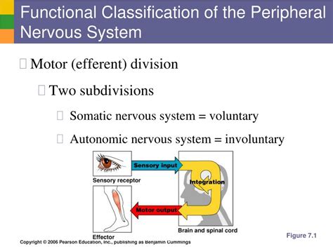 Functional Classification Nervous System に対する画像結果