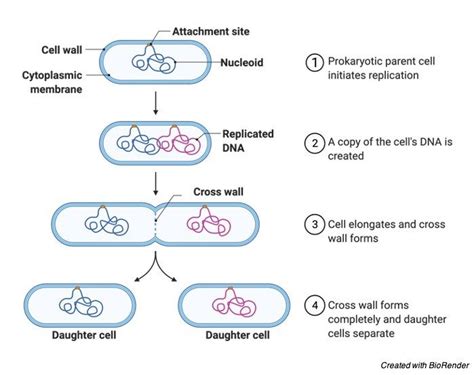 Image result for Binary Fission Reproduction