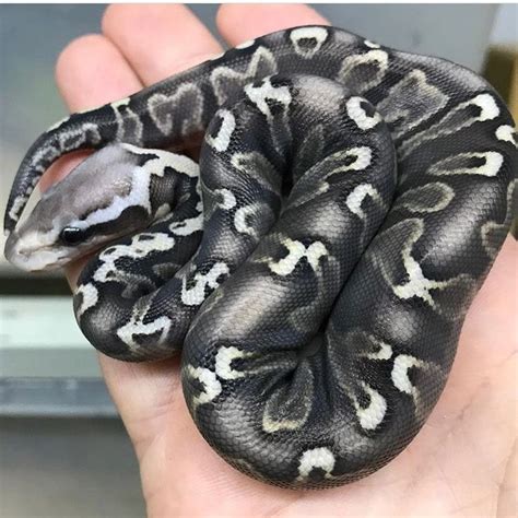 Blue Ghost Ball Python に対する画像結果