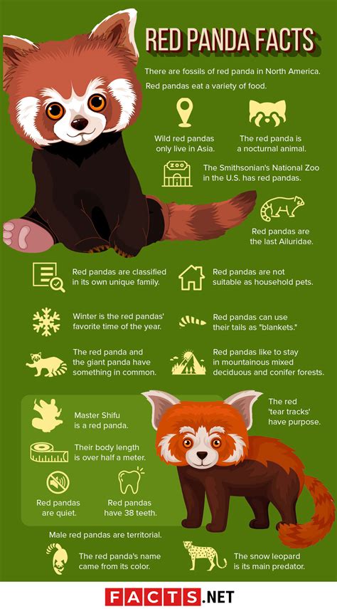 Toradh íomhá ar Red Panda Information
