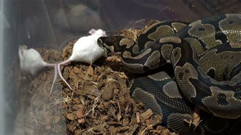 Image result for Python Squeezes Conra That Bit It