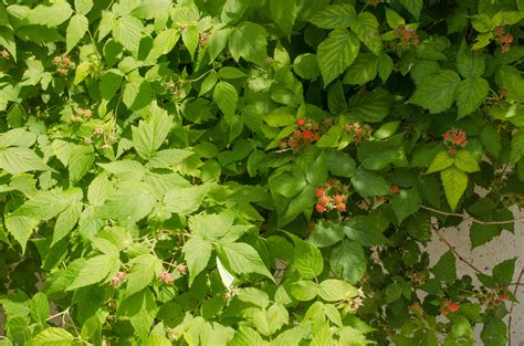 Raspberry Plant Identification に対する画像結果