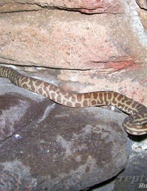 Comen Stimson Python に対する画像結果