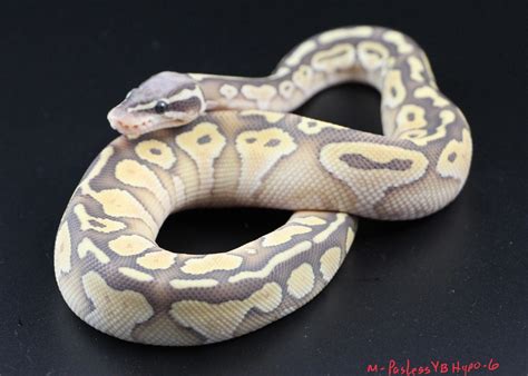 Image result for Ball Python Lesser Pastel Disco