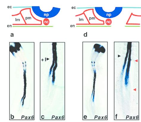 Afbeeldingsresultaten voor Paraxial Mesoderm Segmentation