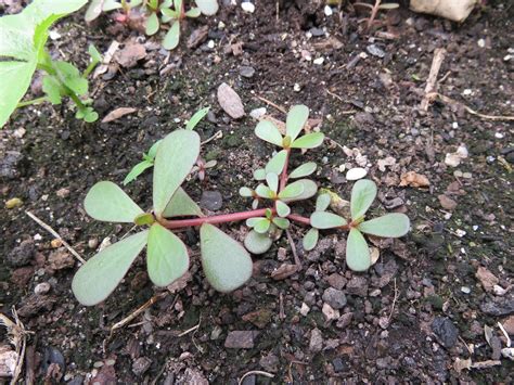 Image result for Common Igneous Rocks