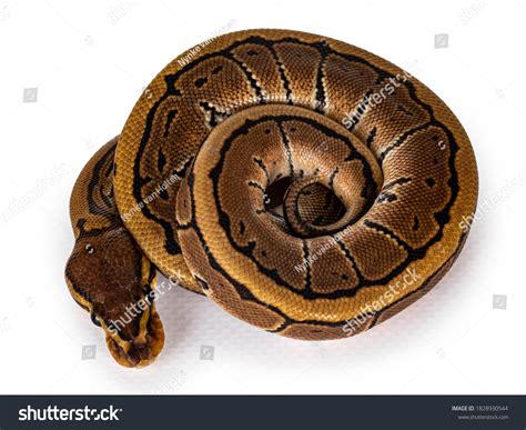 Image result for Ball Python Top View