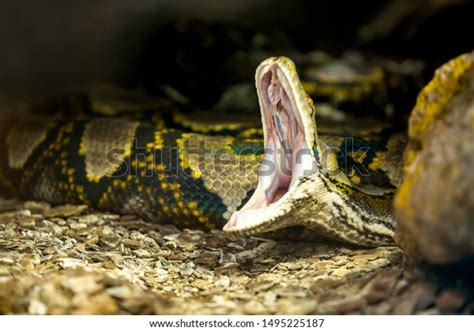Angry Python に対する画像結果