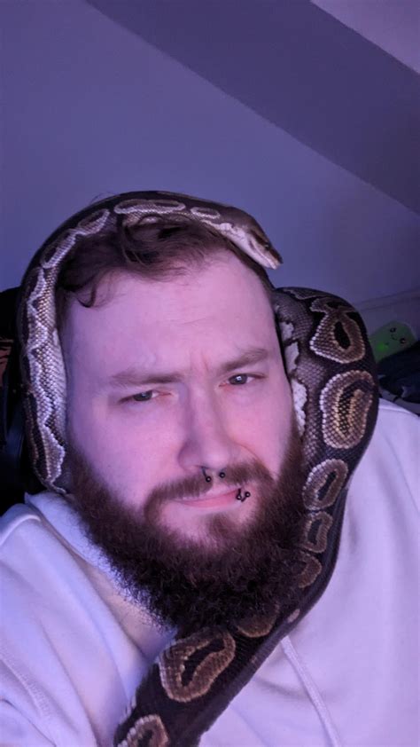 Ball Python Derpy に対する画像結果