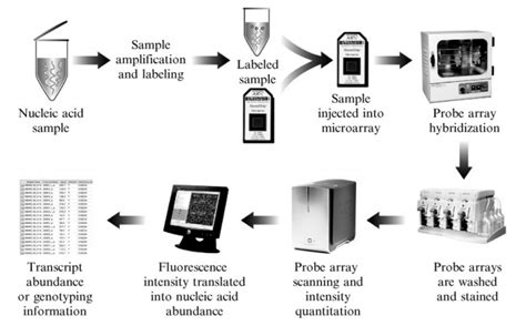Toradh íomhá ar Affymetrix Microarray