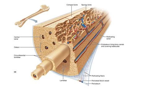 Image result for Compact Bone Function