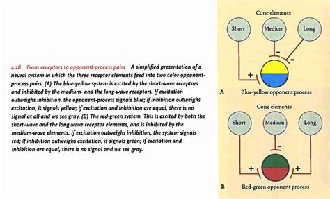 Image result for Opponent Process Theory Vision Reflect