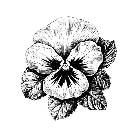 Image result for Pansy Shell Vector