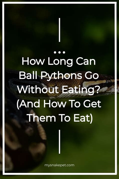 Image result for Python Code Saying Go Get the Banana