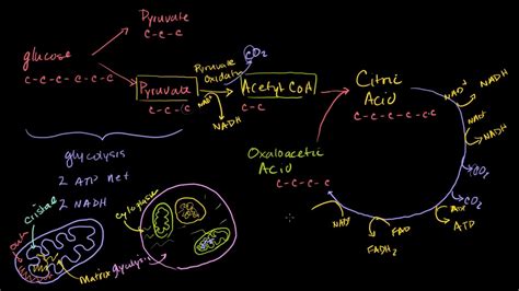 Khan Academy TCA Cycle に対する画像結果