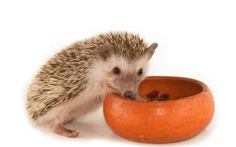 Image result for Pygmy Python Diet