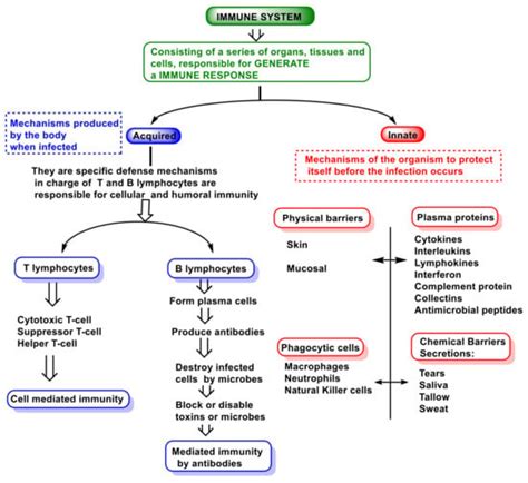 Adaptive Immunity Flow Chart に対する画像結果