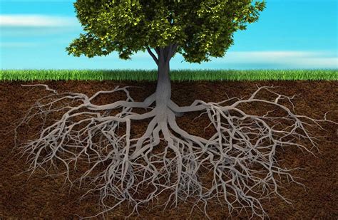 Image result for Chinese Elm Tree Root System