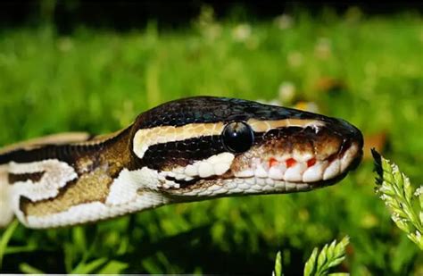 Ball Python Side View に対する画像結果