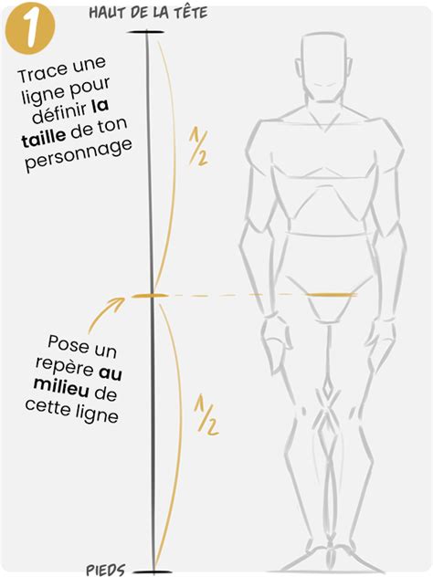 Afbeeldingsresultaten voor Proportion Anatomie Corps Humain