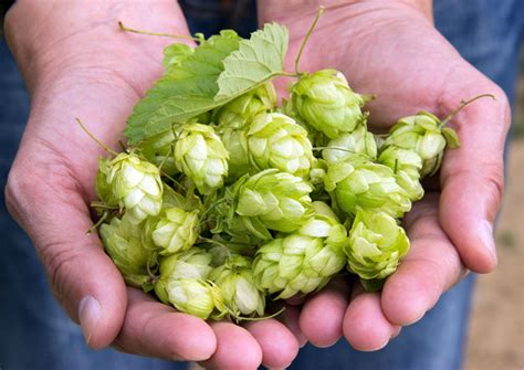 What Are Hops in Beer に対する画像結果