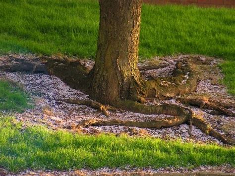 Image result for Cherry Tree Root System