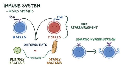 Toradh íomhá ar Plasma Cells Affinity Maturation