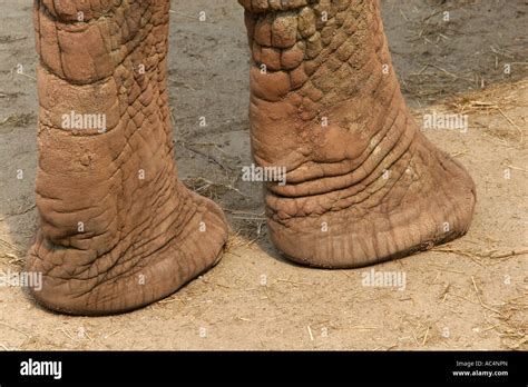 Image result for Elephant Skin On Top of Foot