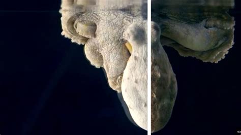 Image result for Octopus Changing Colour