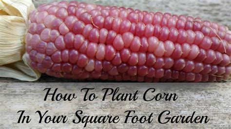 Image result for Planting Corn in Home Garden