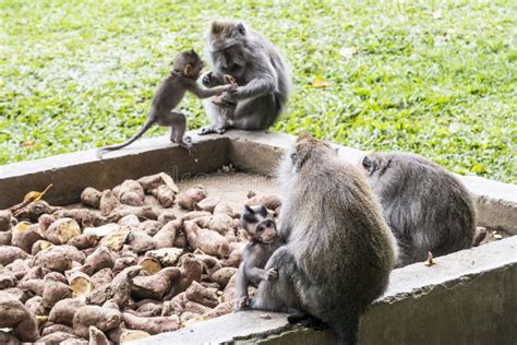 Toradh íomhá ar Jungle Village Monkeys