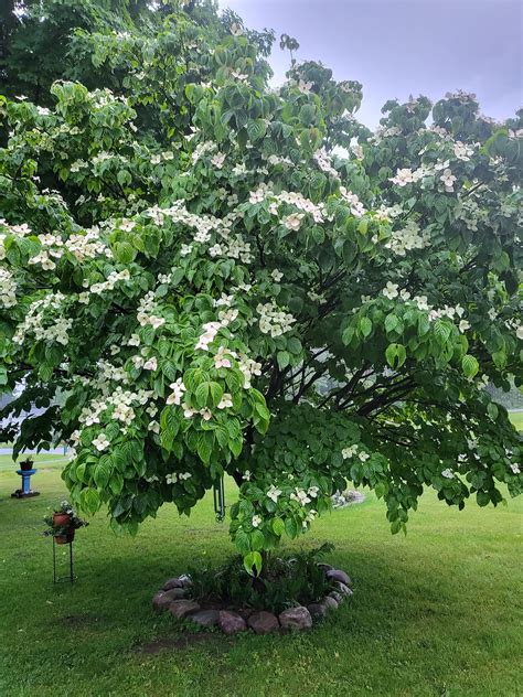 Image result for Trees with Small Root Systems