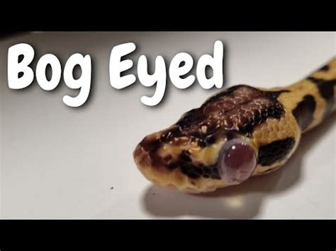 Image result for Sick Ball Python