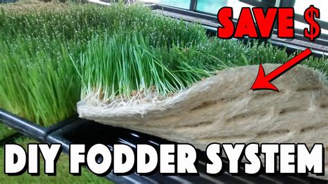 Image result for Chicken Fodder System