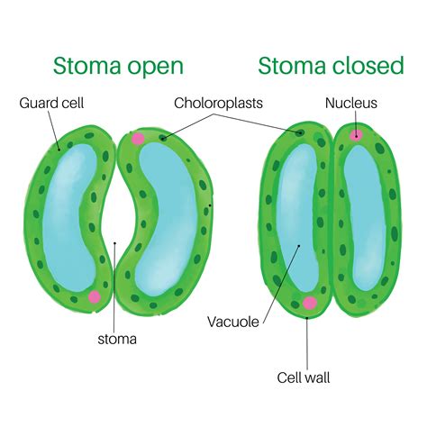 Toradh íomhá ar Closing Vector Transparent