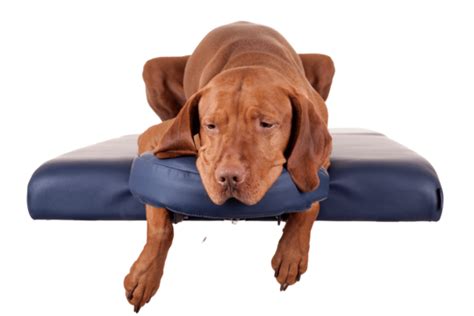 Image result for Animated Python Sitting at Table with Computer