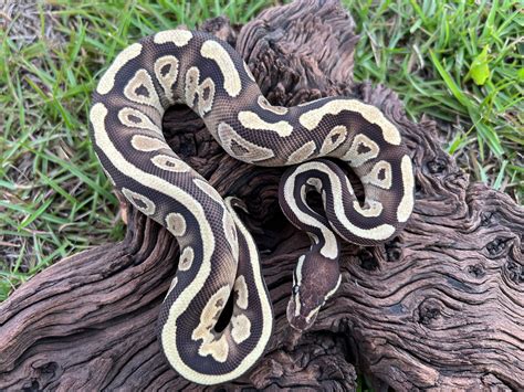 Image result for Red Marble Ball Python