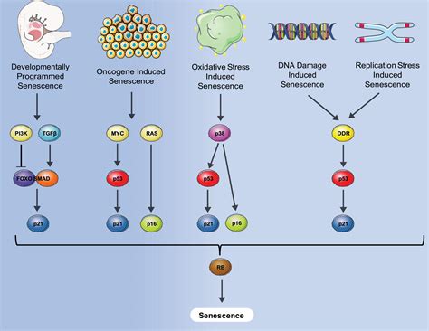 Image result for Senescence Pathways