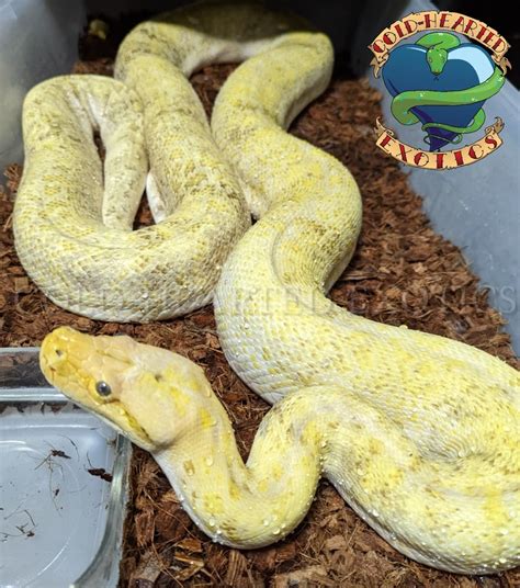 Image result for Burmese Python Brain