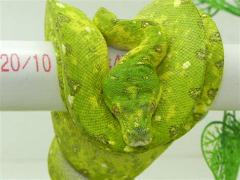 Image result for Grade 5 Green Python