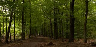 Toradh íomhá ar Forrest Gump Mother
