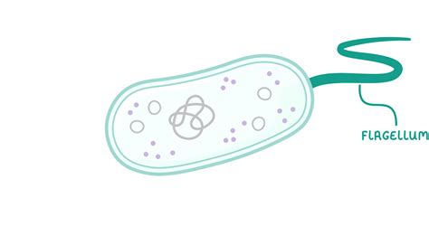 Image result for Flagella Cell Structure