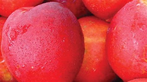 Image result for Types of Necterines