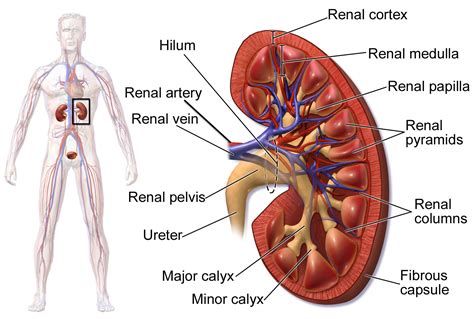 Image result for Kidneys Location in Body