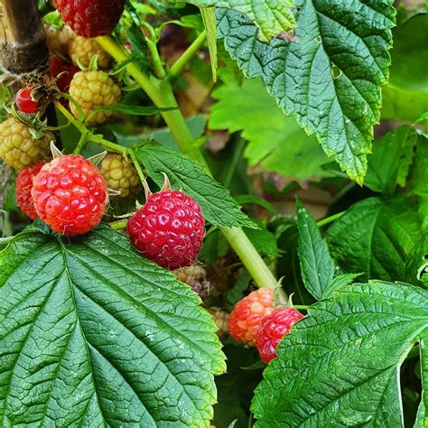 Frambozen Cheesecake に対する画像結果